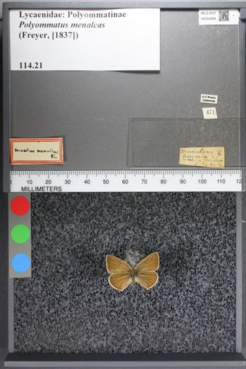 Media type: image;   Entomology 54564